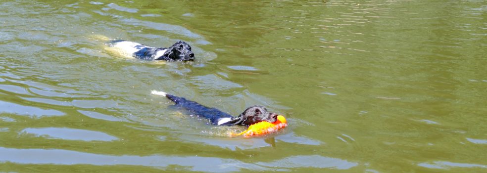 Sondereinheit Wasser mit GM